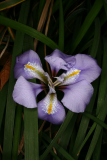 Iris unguicularis RCP1-12 090.JPG